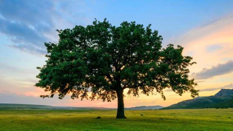Why we need MORE CO2`, NOT less!