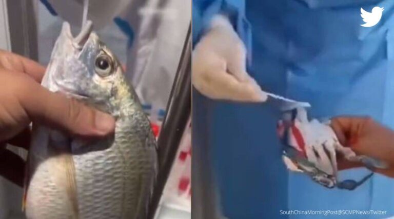 Something Fishy in China