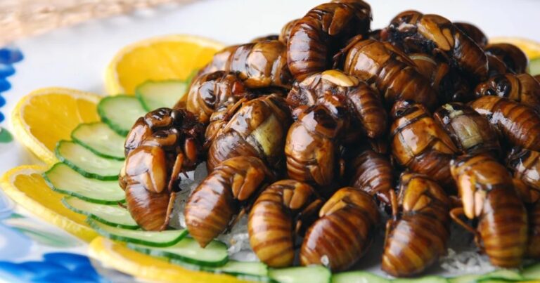 Normalising Insect Eating!