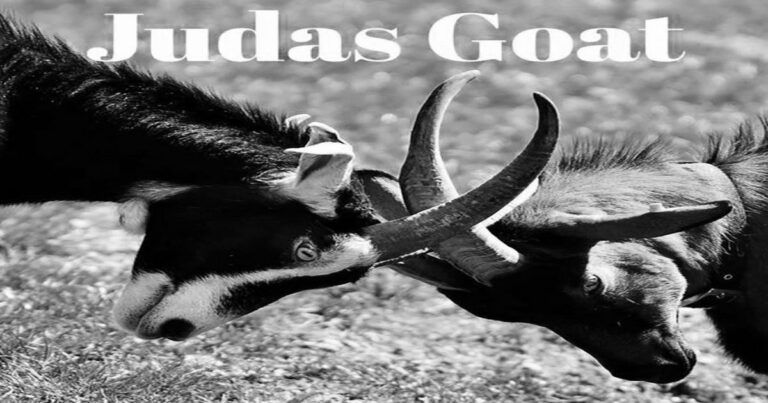Judas Goats abound!