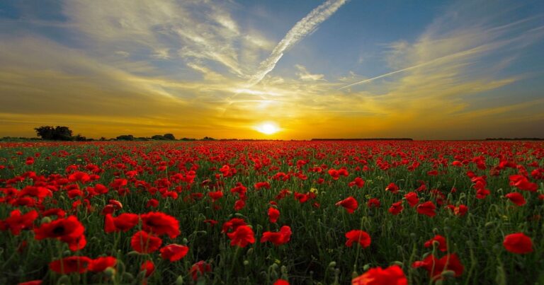 Armistice Day