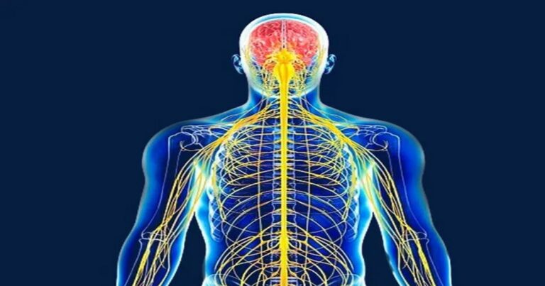 The DIFFERENCE between Muscle and Vein.