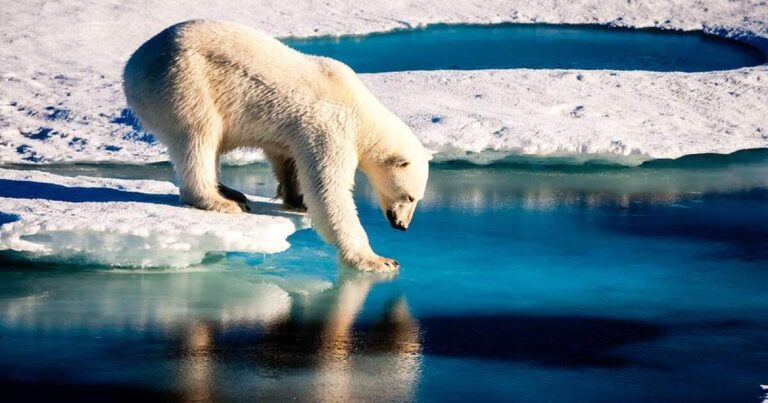 Polar Bear Express