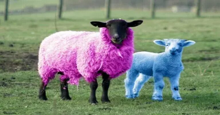 Sheep gotta baaa!
