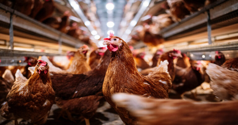 Bird Flu is for Bird brains!