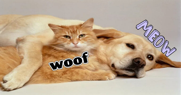 Can a CAT become a DOG?