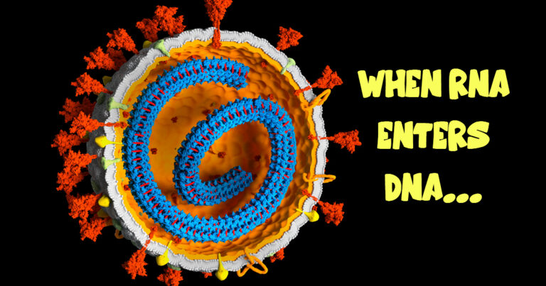When RNA enters DNA…
