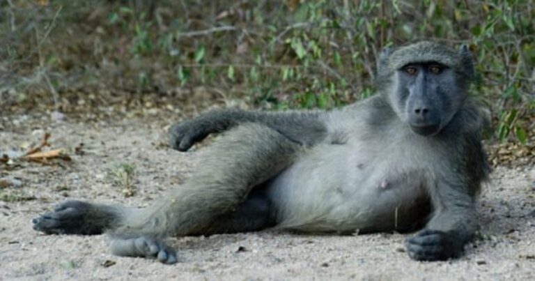 Of baboons and men……