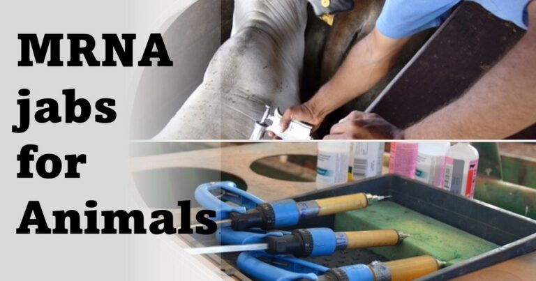 MRNA jabs for Animals.