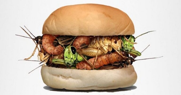 Red meat gone, Bug meat here!