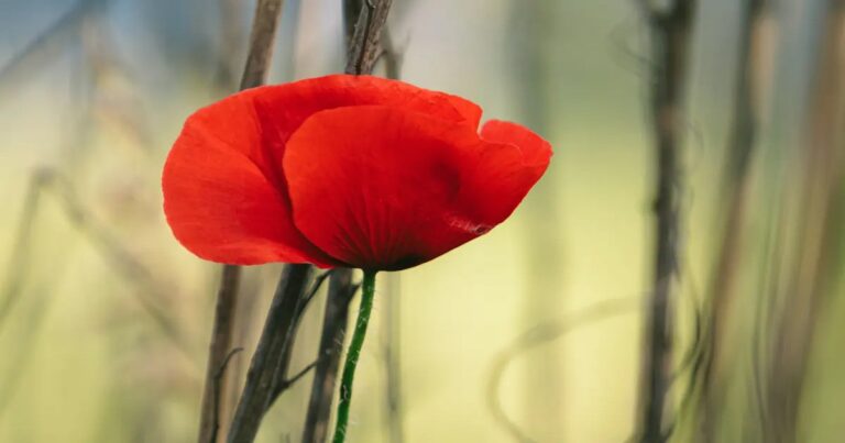 Armageddon on Armistice Day?
