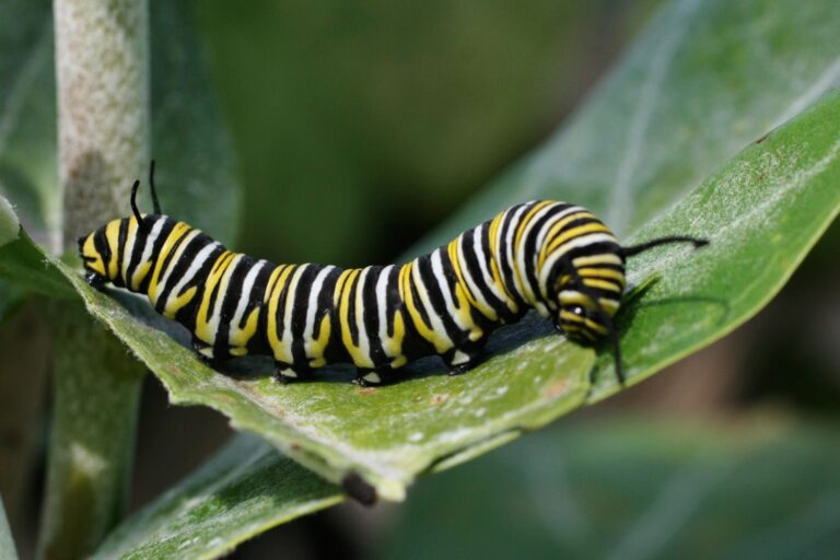 Toxic Caterpillars or Vaccine Shots?