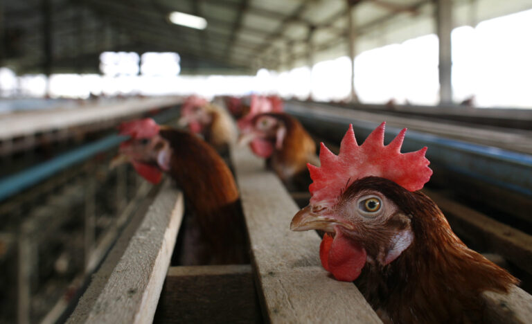 Bird Flu Pandemic incoming….