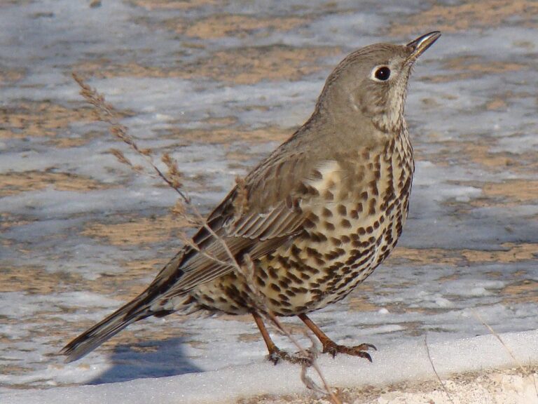 Thrush – a modern love story