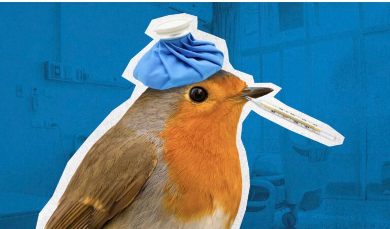 Bird Flu is for Bird Brains