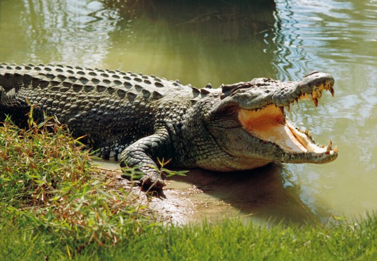 Feeding the Crocodile
