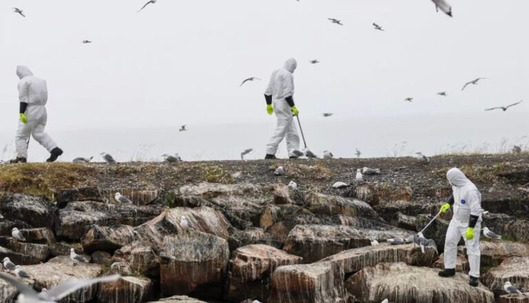 Bird Flu horror