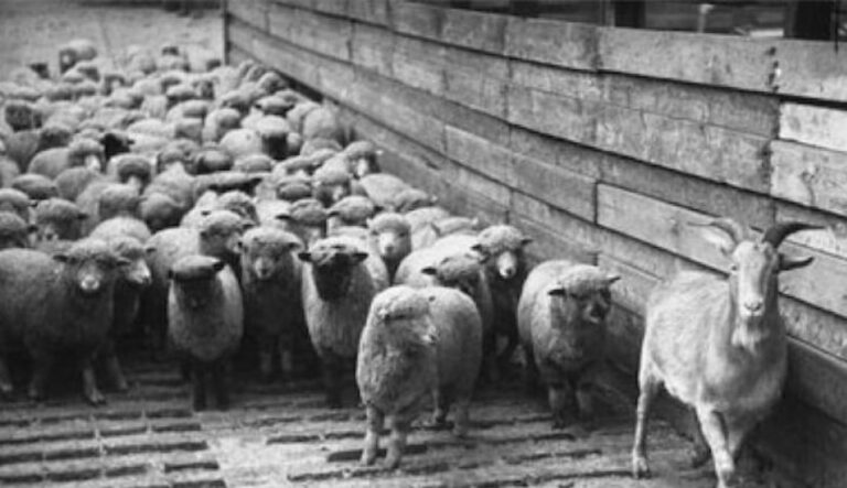 Is Nigel Farage a Judas Goat?