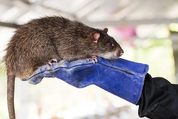It’s a rat trap and you’ve been caught!