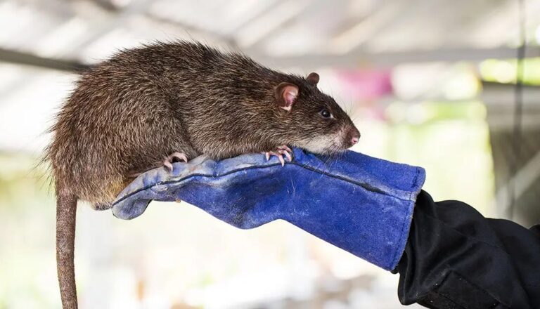 It’s a rat trap and you’ve been caught!