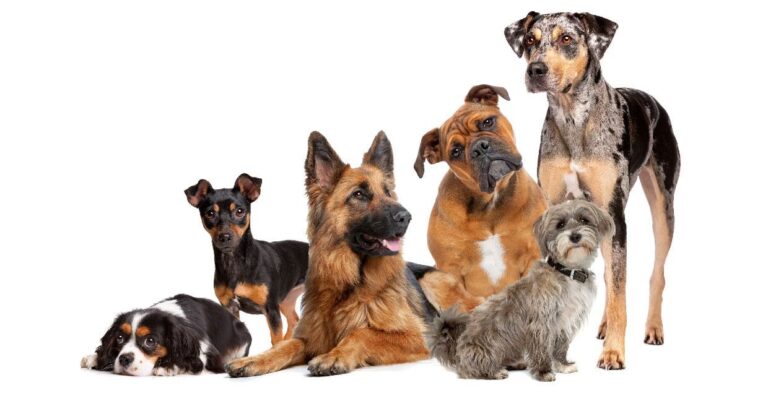 Islam or Dogs?
